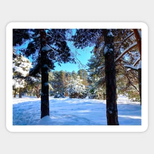 Scenery at the Sormovsky Park in Nizhny Novgorod with pine trees, spruces, and snow Sticker